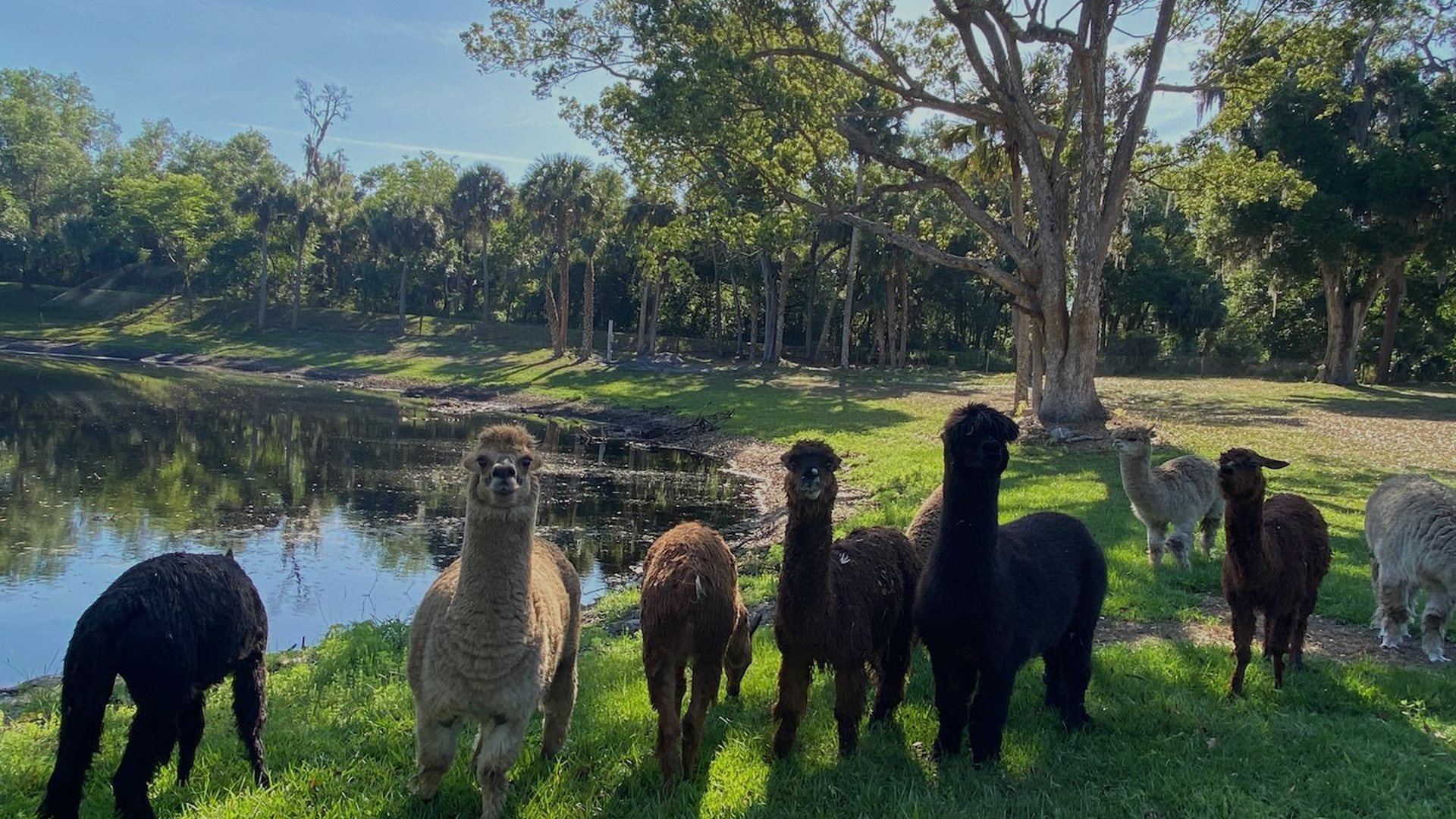 The property's pond, oaks, and grazing alpacas at the Geneva homesite