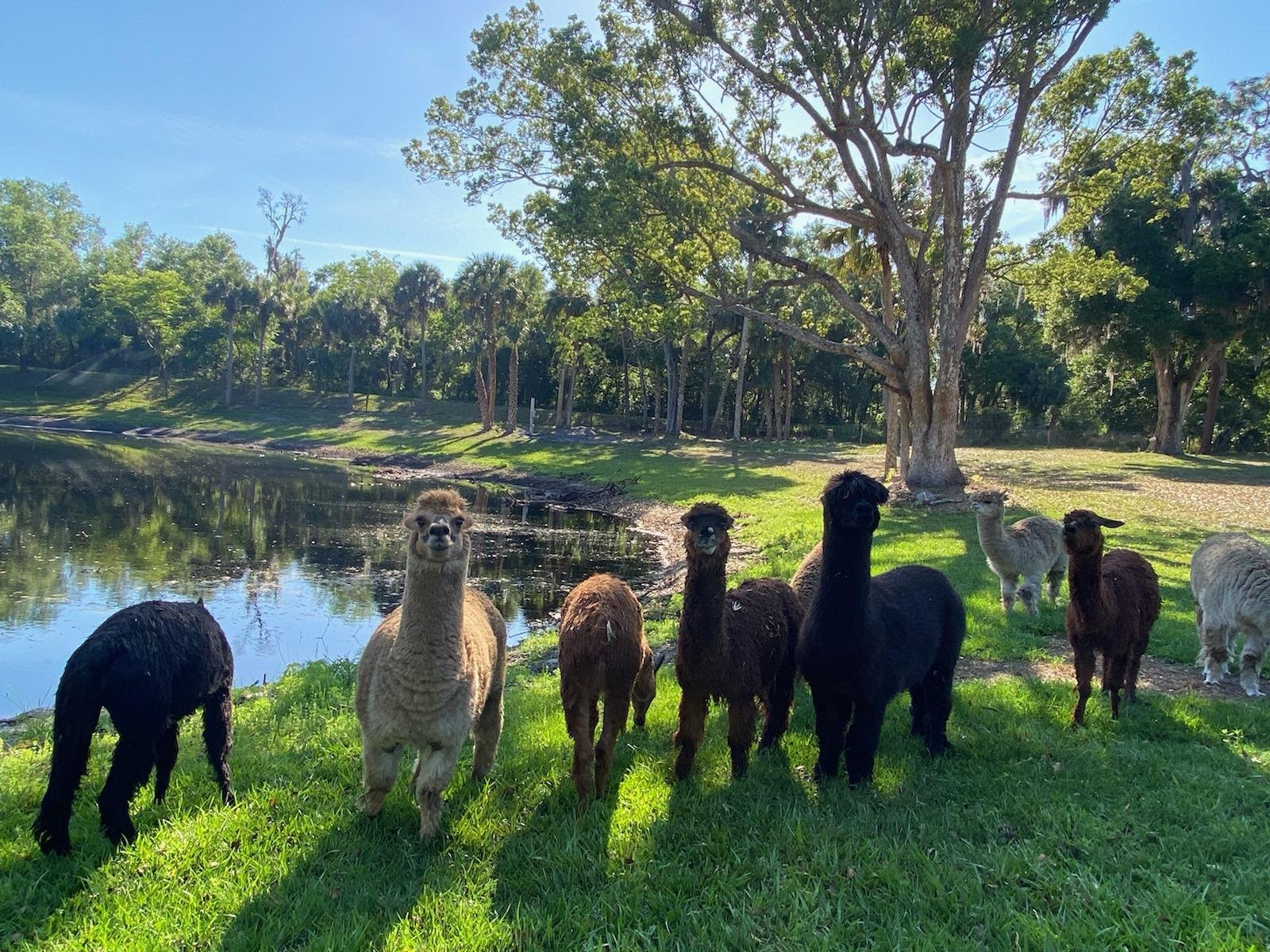 One of the property's alpacas grazing by the pond beneath the oaks and pines