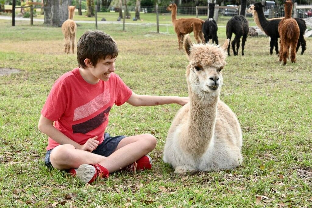 A teenager greeting one of the alpacas that graze the property